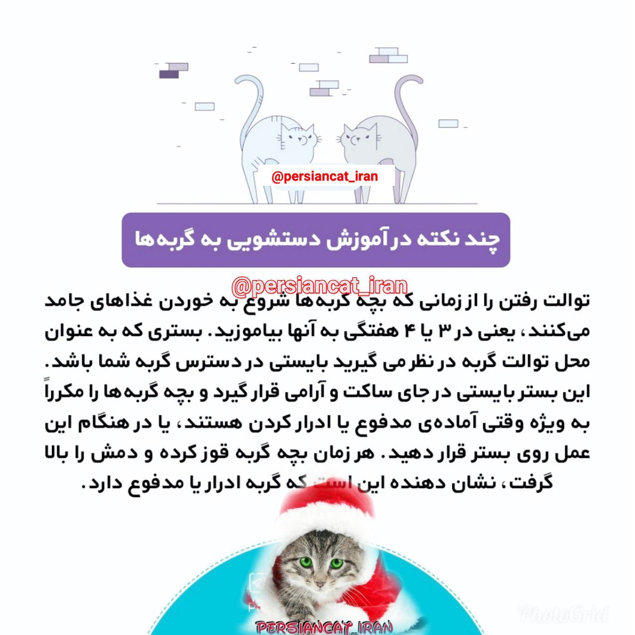 هایپر میو ۰۹۳۹۱۰۰۵۴۸۴ خرید و فروش گربه