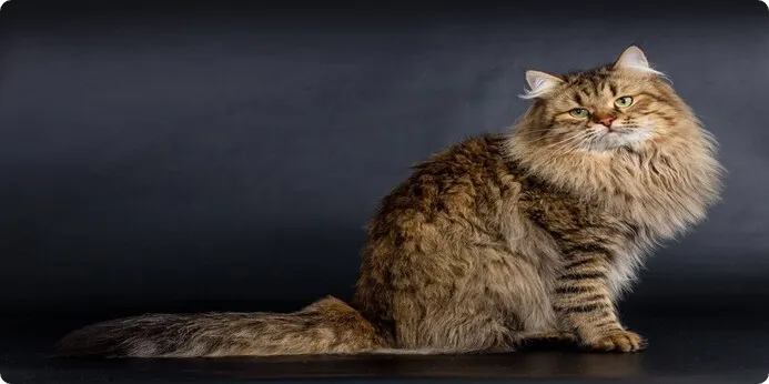 غذای گربه سیبرین