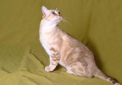 گربه دودی استرالیایی