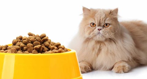 راهنمای خرید مولتی ویتامین‌ و مکمل‌ غذایی گربه‌
