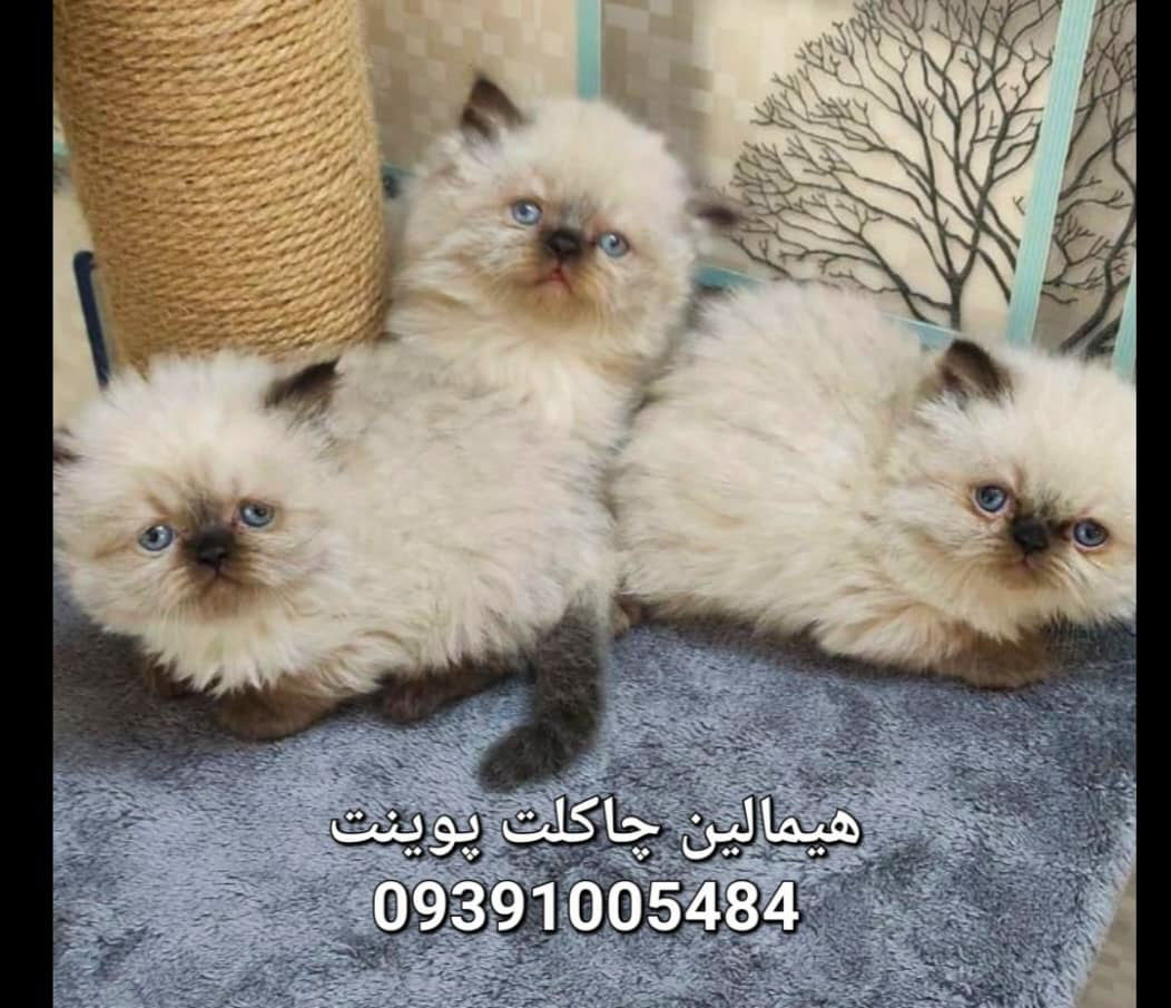  09391005484 