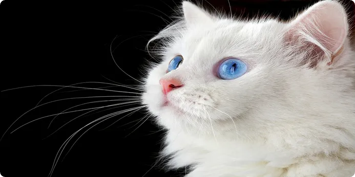 گربه سفید چشم آبی