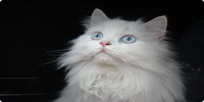 گربه با چشمان آبی
