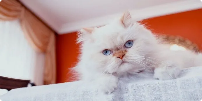 گربه چشم آبی سفید